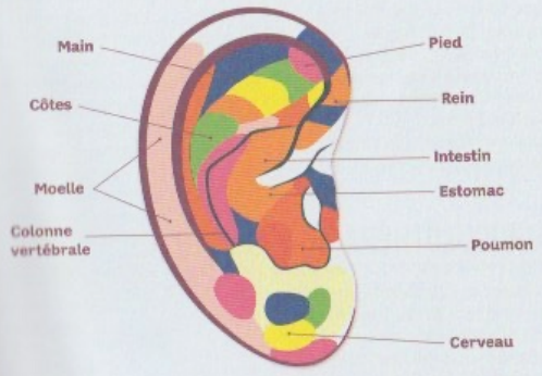 Illustration de la réflexologie auriculaire