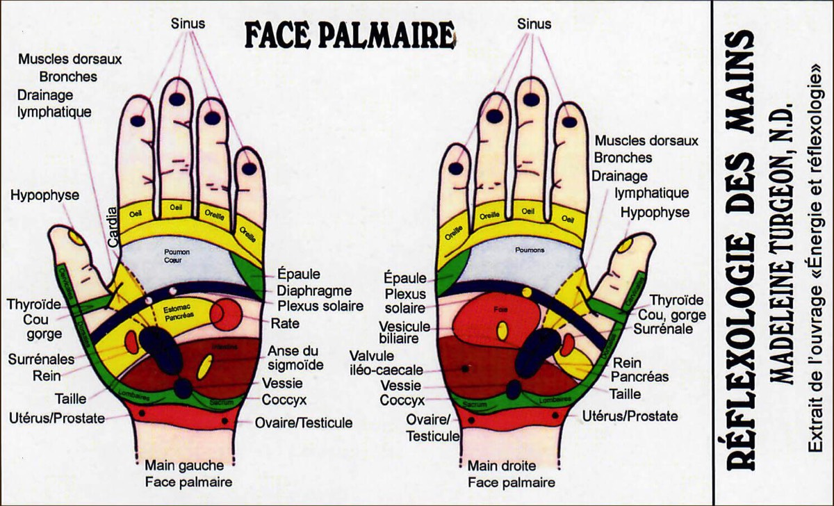 Illustration de la réflexologie palmaire